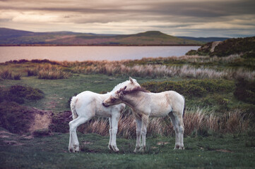 Wild Horses at Keepers Pond in Blaenavon, Brecon Beacons, South Wales