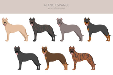 Alano Espanol clipart. Different poses, coat colors set