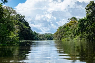 Poster Amazon Rainforest Riverbank. Sailing down river Yanayacu at the Amazon jungle, near Iquitos, Peru. South America.  © Curioso.Photography