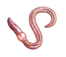 Earthworm (Lumbricina)