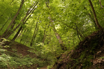 European forest in late spring and early summer.  Nature reserve near Krakow (Poland).