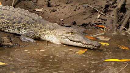 Close up of an American crocodile (Crocodylus acutus) in the Tamarindo Wildlife Refuge, Tamarindo, Costa Rica