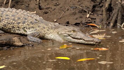 Close up of an American crocodile (Crocodylus acutus) in the Tamarindo Wildlife Refuge, Tamarindo,...