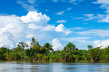 Amazon Rainforest Riverbank. Sailing down river Yanayacu at the Amazon jungle, near Iquitos, Peru....