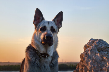 Big Dog German Shepherd in a sunny summer or autumn day on grey rocks of mountains. Russian guard dog Eastern European Shepherd in nature lanscape