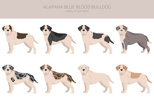 Alapaha Blue Blood Bulldog clipart. Different poses, coat colors set