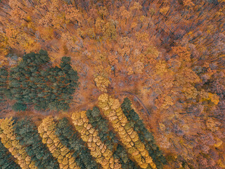 Aerial view of an autumn city park with walking paths