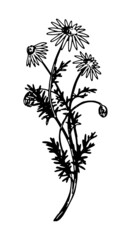 Chamomile clipart. Summer wildflower sketch. Hand drawn vector botany illustration. Engraving style doodle isolated on white.