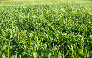 Green grass background texture. A design element. Clouse up.