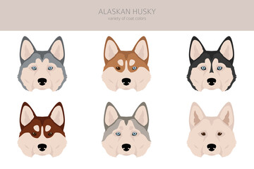 Alaskan husky clipart. Different poses, coat colors set © a7880ss