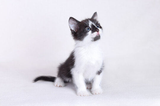 Portrait beautiful fluffy cute Kitten.  Animal baby. Cat sits on white plaid. Fluffy kitten sitting and looks at the camera. Cute adorable Cat. Pet. Portrait close-up cat photo background. 