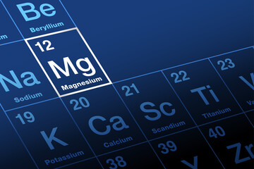 Magnesium on periodic table of the elements. Alkaline earth metal with symbol Mg and atomic number 12. Eleventh most abundant element in the human body and essential to all cells and some 300 enzymes. - obrazy, fototapety, plakaty