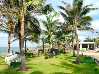 Fototapeta na wymiar Green coconut beside Quang Nam coastal resort