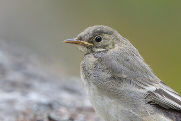 Young white wagtail (Motacilla alba) closeup.