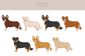 Alopekis all colours clipart. Different coat colors and poses set.  Vector illustration