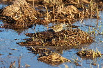 A small Meadow pipit, Anthus pratensis standing on an old grass on a wetland, during a spring evening