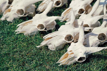 close up of goat skulls on meadow