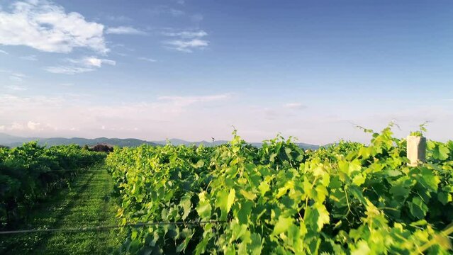 Rows of vineyards in Italy. Aerial view of the Italian vineyard plantations Rows of Italian vineyards.