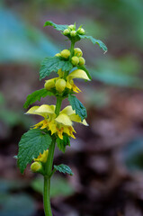 Blooming yellow Archangel, Lamiastrum galeobdolon, wild flower in Lithuania forest, spring