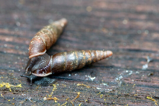 Two individuals of plaited door snail, Cochlodina laminata, mating on wood, close up, Lithuania
