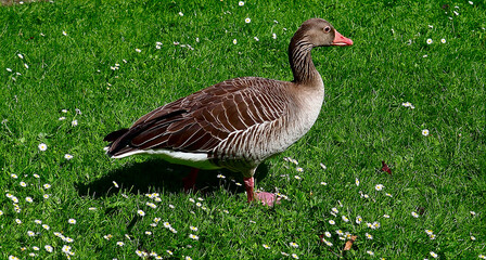 Gans im Englischen Garten