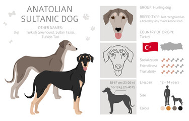 Anatolian Sultanic dog. Turkish greyhound clipart. Different poses, coat colors set.  Vector illustration