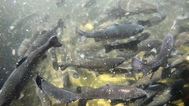 Underwater view of group of brown trout fish swimming in mountain creek, slow motion