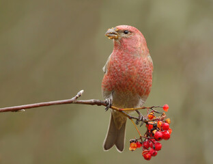 Pine grosbeak (Pinicola enucleator) male feeding on rowan berries in fall.