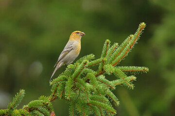 Pine grosbeak (Pinicola enucleator) female sitting on a spruce in fall.