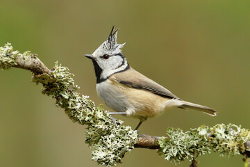 European crested tit (Lophophanes cristatus) in the forest.