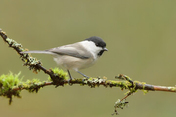 Willow tit (Poecile montanus) sitting on a mossy branch in the forest.