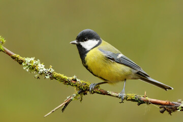 Fototapeta premium Great tit (Parus major) sitting on a mossy branch in the forest.