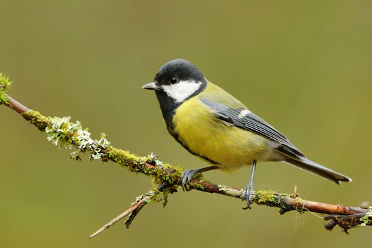 Great tit (Parus major) sitting on a mossy branch in the forest.