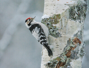 Lesser spotted woodpecker (Dryobates minor) male searching food from the birch in winter.