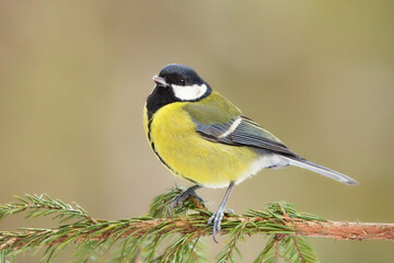 Fototapeta premium Great tit (Parus major) sitting on a spruce branch in winter.