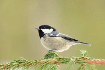 Coal tit (Periparus ater) sitting on a spruce in forest.