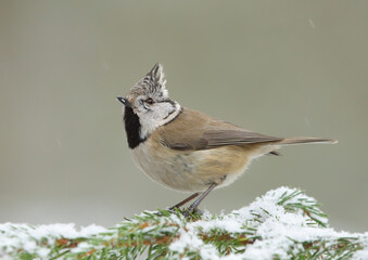 European crested tit (Lophophanes cristatus) on a snowy spruce.