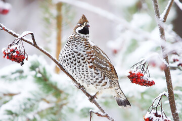 Hazel grouse (Tetrastes bonasia) sitting on a snowy rowan tree in winter.