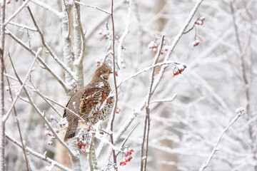 Hazel grouse (Tetrastes bonasia) sitting on a sowy rowan tree in winter. © Henri