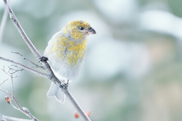 Pine grosbeak (Pinicola enucleator) female feeding on rowan berries in winter.