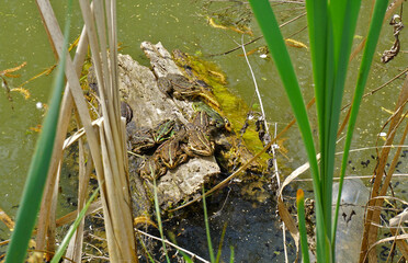 Teichfrosch; Wasserfrosch; common water frog; Pelophylax esculentus; Rana esculenta,
