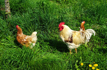 Hahn und Huhn auf der Wiese