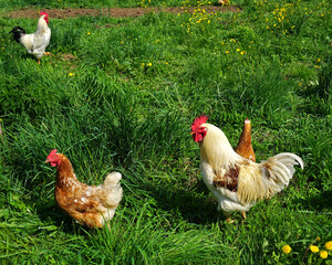 Hahn und Huhn auf der Wiese