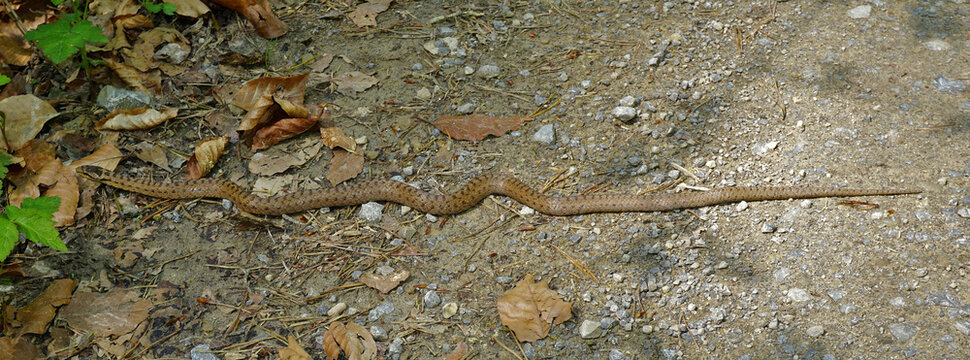 Schlingnatter; Coronella austriaca; smooth snake