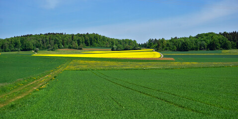 Rapsfeld auf der Schwäbischen Alb, rape filed on the swabian alb, germany