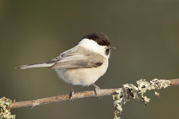 Willow tit (Poecile montanus) sitting on a branch in the forest.