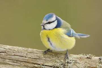 Eurasian blue tit (Cyanistes caeruleus) in the forest.