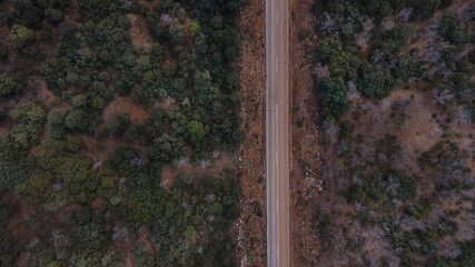 Road through the forest
