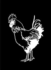 Fototapeta na wymiar Hand-drawn vector rooster isolated on black background, domestic animal, grahical engraved element