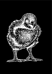 Hand-drawn vector chick isolated on black background, domestic animal, grahical engraved element